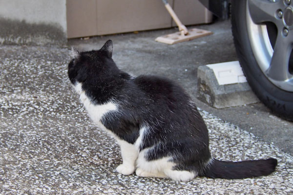 スズ　ももちゃんを見てる