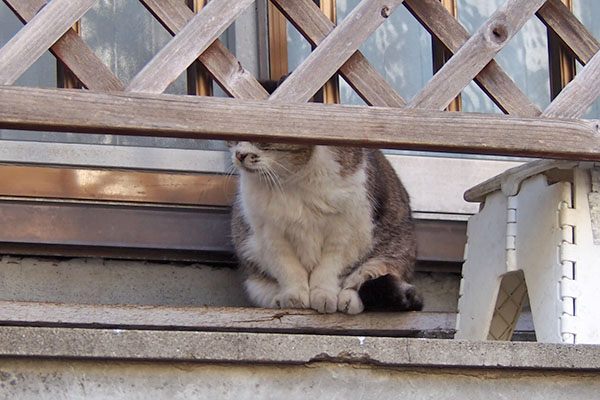 ももちゃん　知らん顔