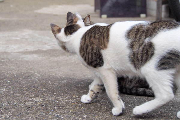 セイがさくらに近づく