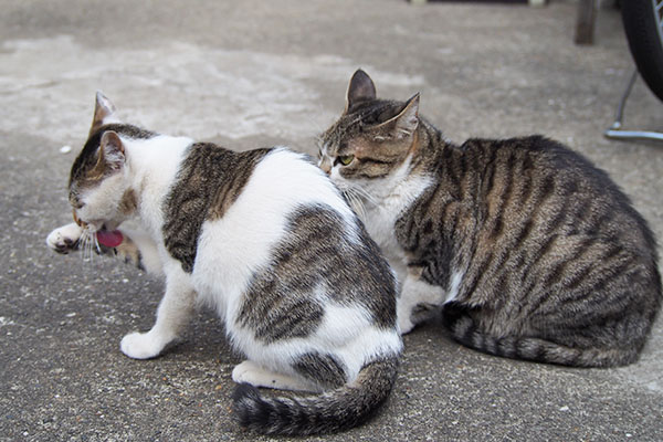 さくらとセイ　横でなめなめ