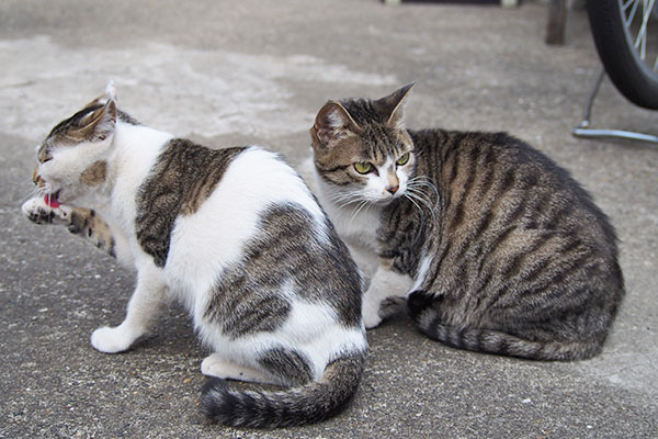 さくらとセイ　さくら後ろ見る