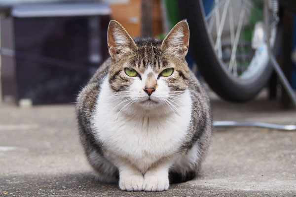 さくら　あのコはもう大丈夫にゃ