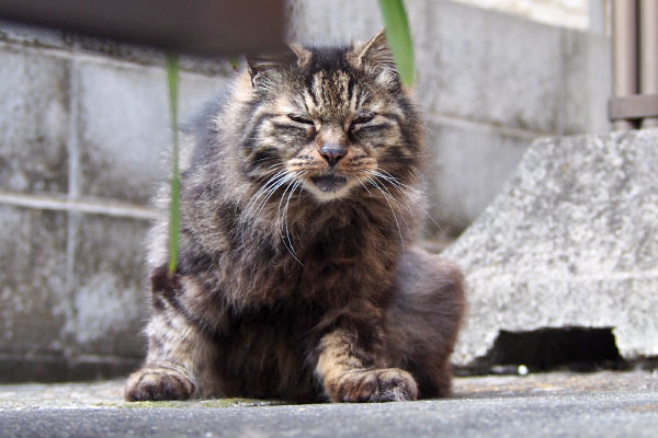 タッチー　誰にゃ