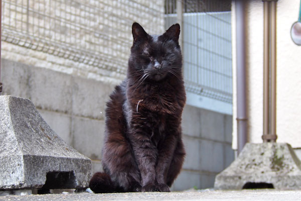 アズマ　すんとお座り