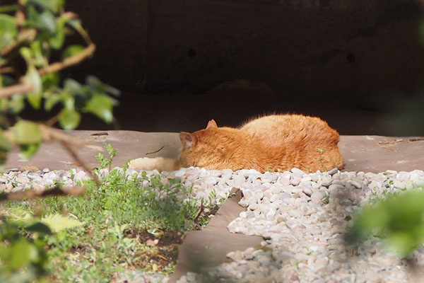 ルーカス　初見の時