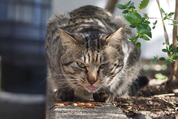 シマヲ　カリカリを召し上がる２