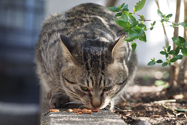 シマヲ　カリカリを召し上がる