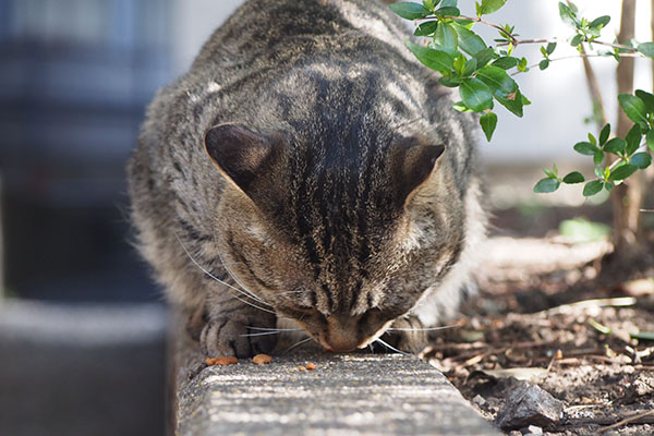 シマヲ　カリカリを召し上がる３