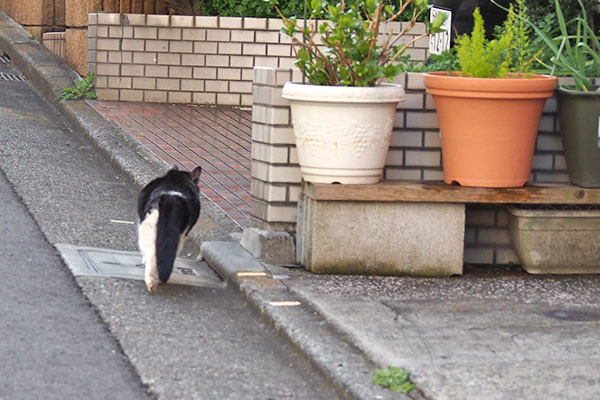 スズ　逃走の後ろ姿