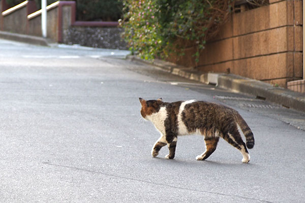 レオ太　道路を渡る