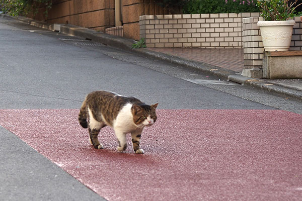 レオ太　戻って来た