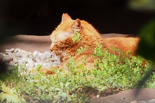 ginger boy sleeping face