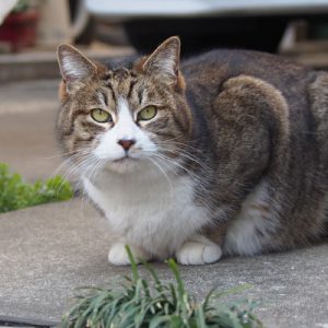 サーヤ　無事で良かったにゃ