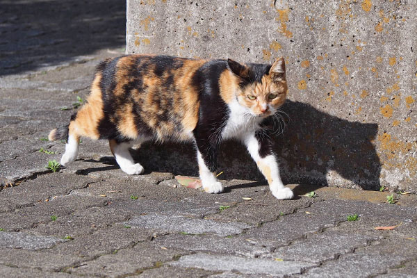 ミク　見ながら歩く