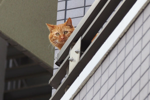 ginger cat close up