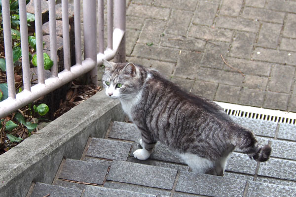 階段の途中から　遠く見る