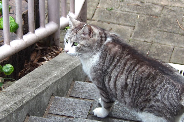 chrom on the step