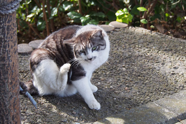 タンタル　これまた変な場所に