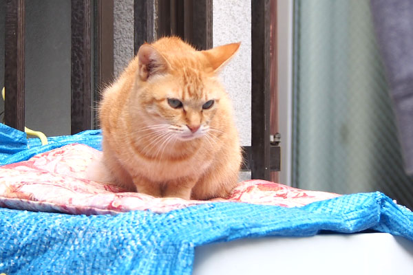 仔猫を見てる　ソラちゃん