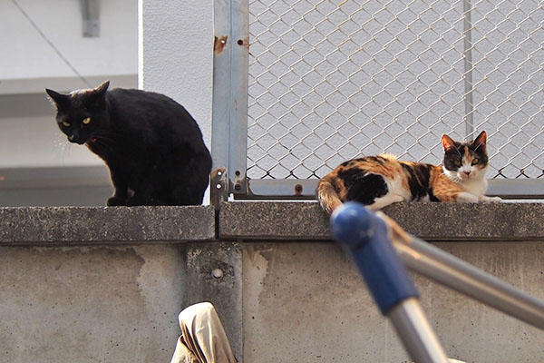 モノ太は平気なれもん