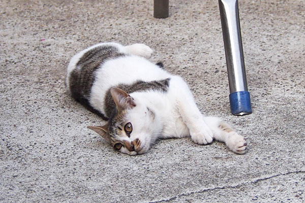 セイ　横になって兄姉猫を見る