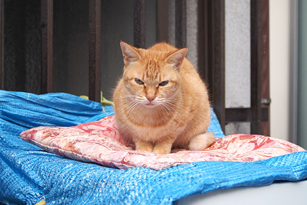 お座部の上にソラちゃん