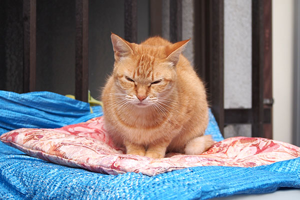 目を細くしてる　ソラちゃん