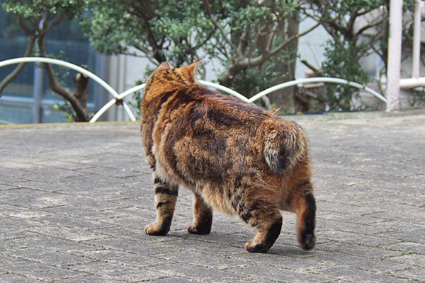 クラタン　伸び終わり