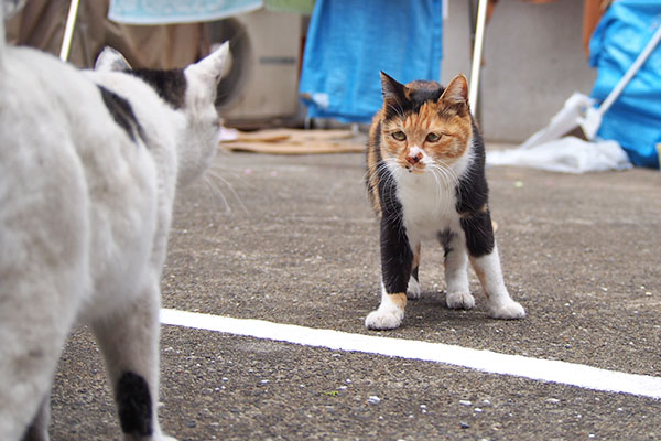 ミクの前にしろまる