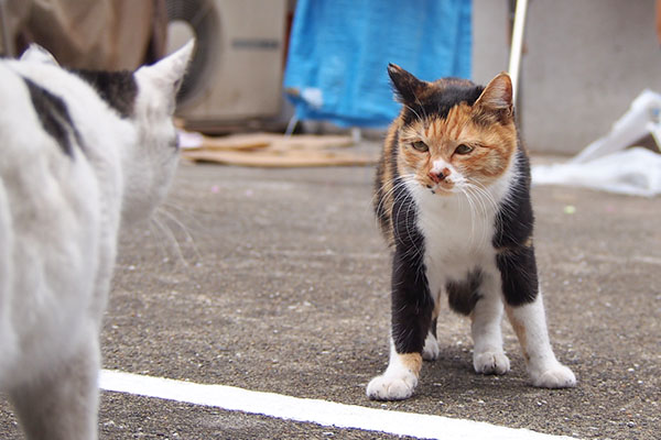 しろまるを睨むミク