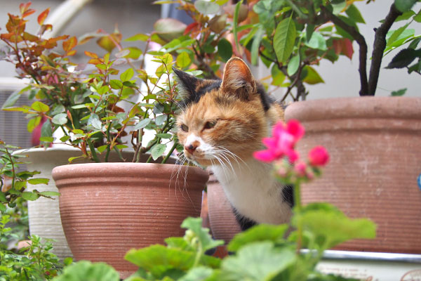 ミク　上からちょっと下へ