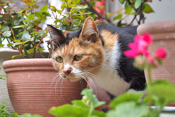 miku with flower