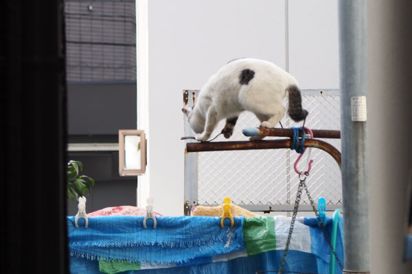 しろまる　丸い印