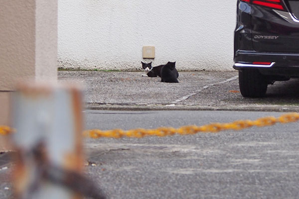 遠くからチョモと黒い仔猫