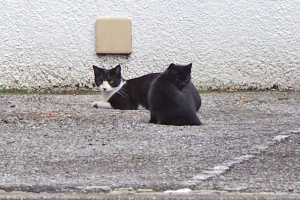 チョモと仔猫　接近中２