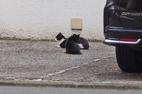 チョモと仔猫　接近中