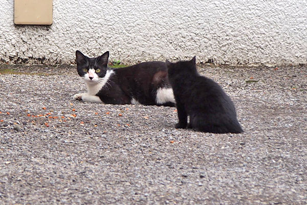 チョモと仔猫　接近中３