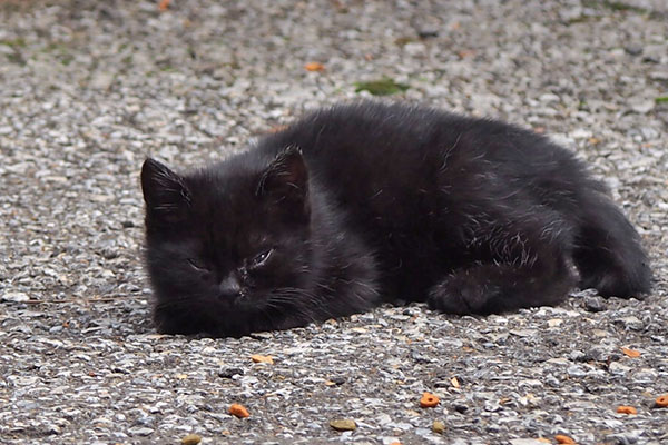 仔猫　地面に這う