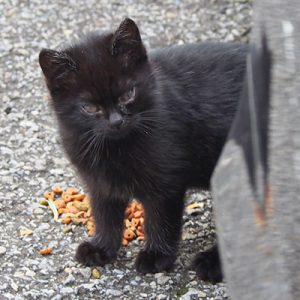 black kitten chomobaby