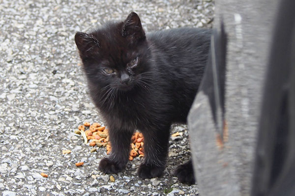 black kitten chomobaby