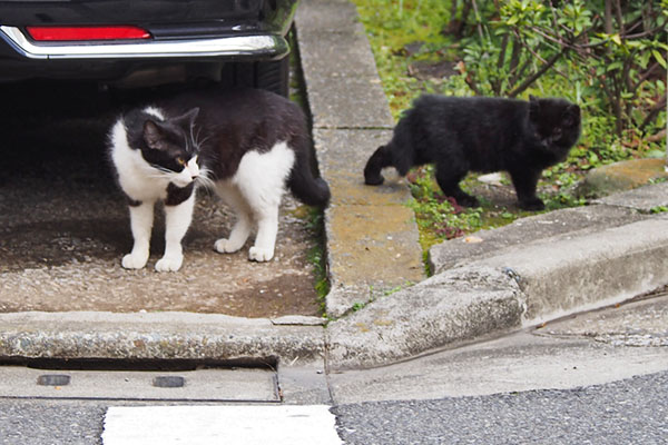 チョモと仔猫　ラスト