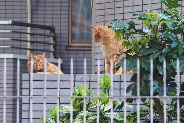 茶トラ　兄弟で揉め事でも