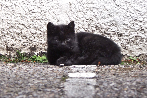 ちんまり　仔猫最初の一枚