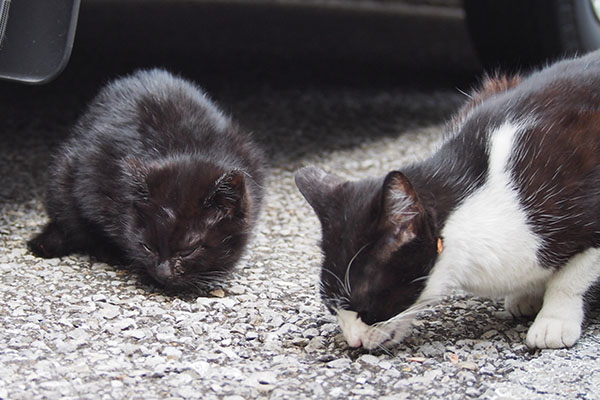 母ぐいぐい食べるも仔猫食べず