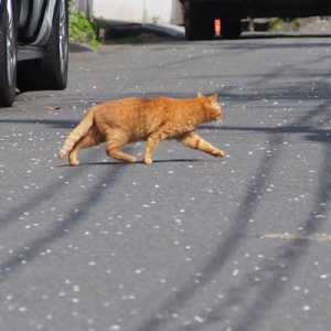 ginger cat cross the road