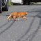 ginger cat cross the road