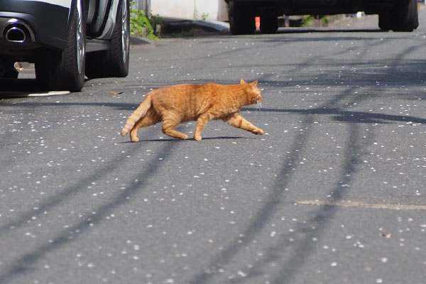 ginger cat cross the road