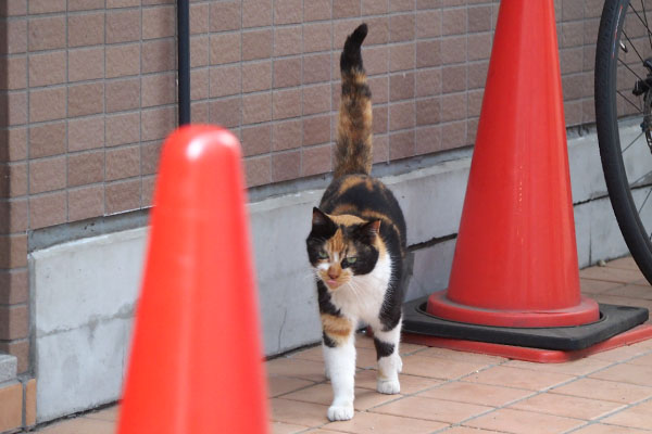 リコも来た　しっぽぴーん