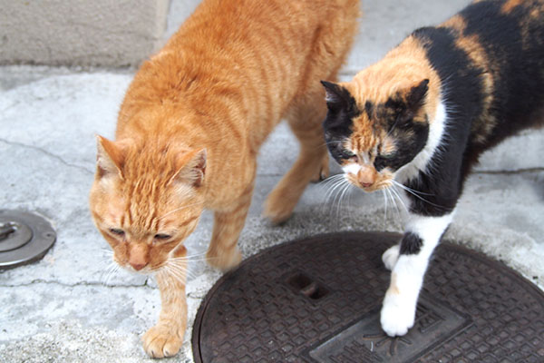 リコカブ　おねだりに