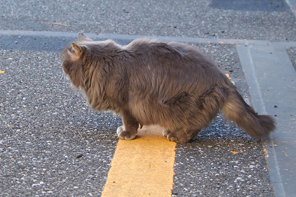 マフ　食べたので去って行く